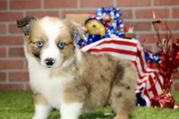 CHOCOLATE DAPPLE MALE 984, a male Australian Shepherd and Pembroke Welsh Corgi for sale in Pittsburg, KS – 4 of 4