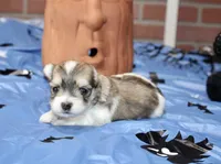 BROWN/WHITE PARTI MORKIE MALE 033, a male Morkie for sale in Pittsburg, KS – 2 of 5