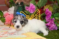 WHITE AND MERLE FEMALE 968, a female Cockapoo for sale in Pittsburg, KS – 4 of 6
