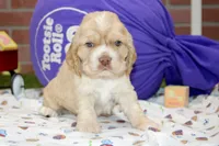 BUFF/WHITE MALE COCKER 094, a male Cocker Spaniel for sale in Pittsburg, KS – 4 of 4