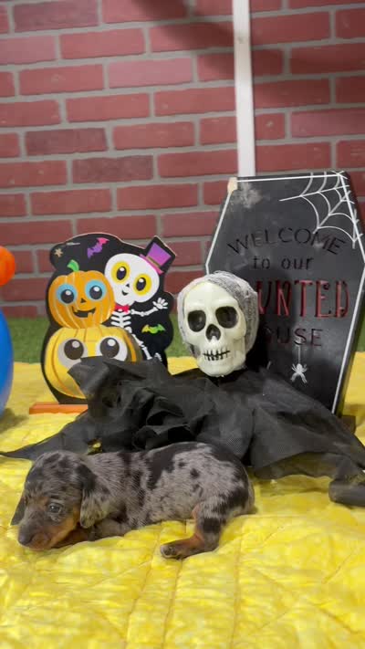 SILVER DAPPLE MALE DACHSHUND 3212, a male Miniature Dachshund for sale in Pittsburg, KS – 5 of 5