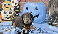 BLACK/TAN MALE DACHSHUND 2970, a male Miniature Dachshund for sale in Pittsburg, KS – 1 of 4