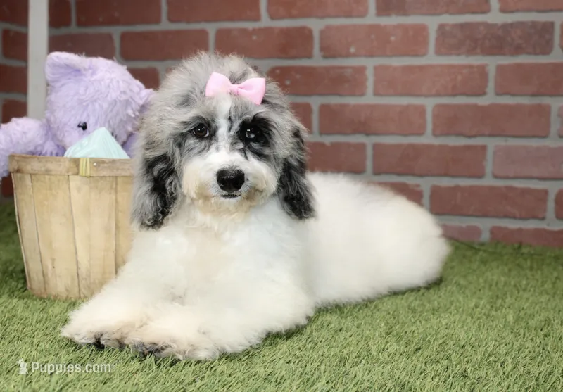WHITE AND MERLE FEMALE 968 – Cockapoo puppy for sale in Pittsburg, KS
