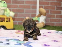 BLACK/BROWN FEMALE YORKIEPOO 178, a female Yorkipoo for sale in Pittsburg, KS – 2 of 4