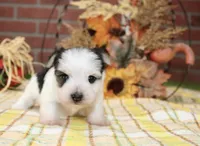 BLACK/WHITE PARTI MORKIE MALE 3036, a male Morkie for sale in Pittsburg, KS – 4 of 5