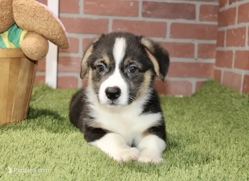 PEMBROKE CARDIGAN CORGI MALE 3171 – Cardigan Welsh Corgi, Pembroke Welsh Corgi puppy for sale in Pittsburg, KS