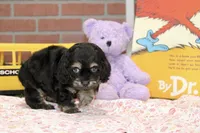 TINY PHANTOM FEMALE COCKAPOO 106, a female Cockapoo for sale in Pittsburg, KS – 3 of 8