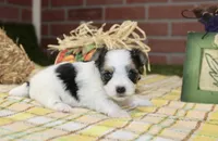 TRI MORKIE FEMALE 3044, a female Morkie for sale in Pittsburg, KS – 3 of 5