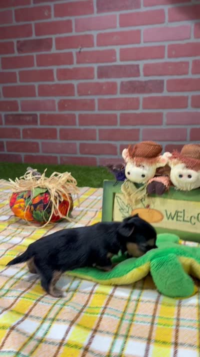 BLACK/TAN MORKIE MALE 3041, a male Morkie for sale in Pittsburg, KS – 5 of 5