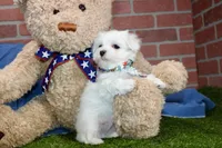 MALE MALTESE 676, a male Maltese for sale in Pittsburg, KS – Photo 4 of 5