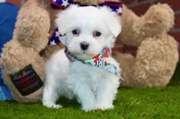 MALE MALTESE 676, a male Maltese for sale in Pittsburg, KS – Photo 1 of 5