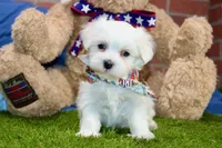 MALE MALTESE 676, a male Maltese for sale in Pittsburg, KS – Photo 2 of 5