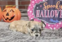 GRIZZLE MORKIE FEMALE 3195, a female Morkie for sale in Pittsburg, KS – 4 of 5