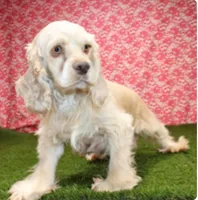 CREAM COCKAPOO MALE 201, a male Cockapoo for sale in Pittsburg, KS – 9 of 9