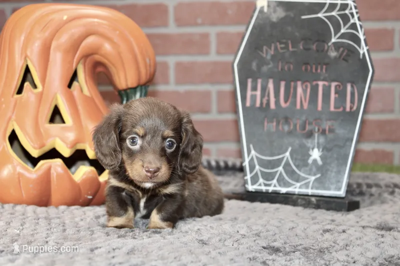 CHOCOLATE/TAN MALE DACHSHUND 3213 – Miniature Dachshund puppy for sale in Pittsburg, KS