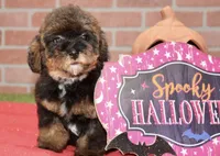 BLACK/BROWN FEMALE YORKIEPOO 178, a female Yorkipoo for sale in Pittsburg, KS – 1 of 8