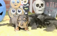 SILVER DAPPLE MALE DACHSHUND 3211, a male Miniature Dachshund for sale in Pittsburg, KS – 2 of 5