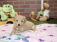APRICOT FEMALE YORKIEPOO 177 , a female Yorkipoo for sale in Pittsburg, KS – 4 of 4