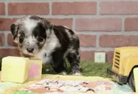 TOY AUSSIEDOODLE BLUE MERLE MALE 206, a male Aussiedoodle for sale in Pittsburg, KS – 3 of 4