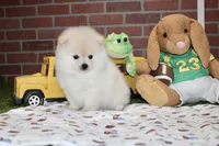 CREAM MALE POMERANIAN 3108, a male Pomeranian for sale in Pittsburg, KS – 2 of 4