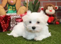 processed/8434c1e3-3117-4f86-8222-c838ca908755/listing/46631c45-68d1-494e-80c6-7854a5bcaea5/0a1a3813-f3d8-4ee6-a3a8-cabc8dc56493