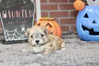 GRIZZLE MORKIE MALE 3027, a male Morkie for sale in Pittsburg, KS – 1 of 5