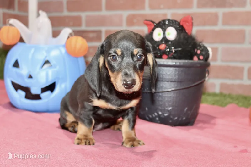 BLACK/TAN MALE DACHSHUND 2970 – Miniature Dachshund puppy for sale in Pittsburg, KS
