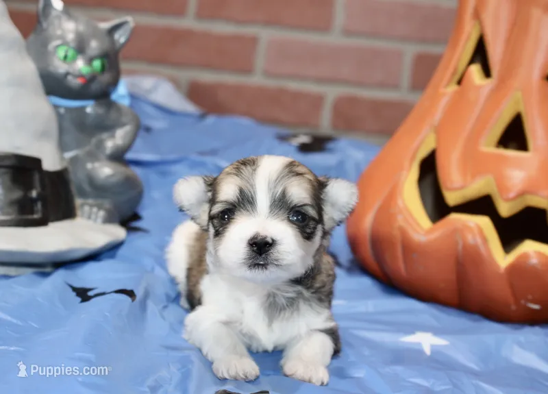 BROWN/WHITE PARTI MORKIE MALE 034 – Morkie puppy for sale in Pittsburg, KS