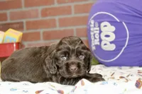 CHOCOLATE COCKER MALE 091, a male Cocker Spaniel for sale in Pittsburg, KS – 3 of 4
