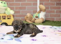 BLACK/BROWN FEMALE YORKIEPOO 178, a female Yorkipoo for sale in Pittsburg, KS – 4 of 4