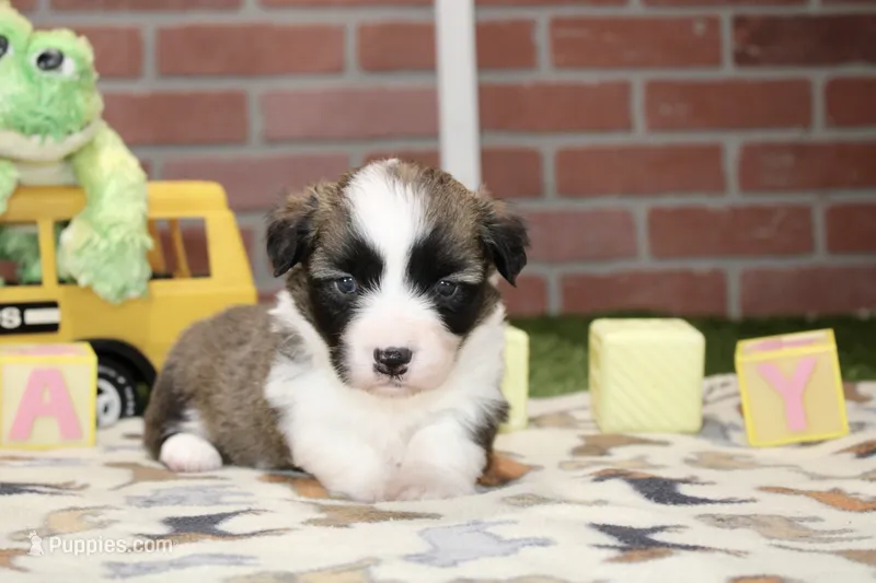 PEMBROKE CARDIGAN CORGI FEMALE 3172 – Cardigan Welsh Corgi, Pembroke Welsh Corgi puppy for sale in Pittsburg, KS