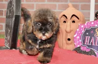 CHOCOLATE SABLE FEMALE YORKIEPOO 178, a female Yorkipoo for sale in Pittsburg, KS – 3 of 4
