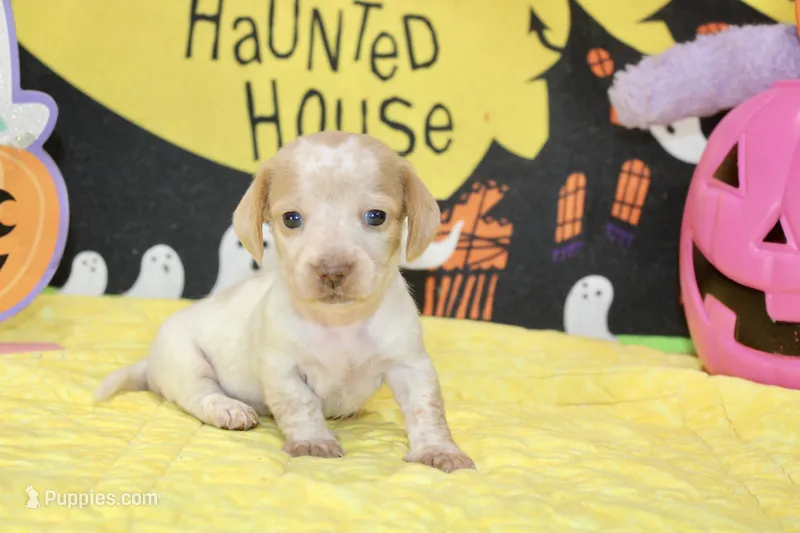 CREAM/WHITE PIED FEMALE DACHSHUND 024 – Miniature Dachshund puppy for sale in Pittsburg, KS