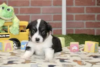 PEMBROKE CARDIGAN CORGI FEMALE 3175, a female Cardigan Welsh Corgi and Pembroke Welsh Corgi for sale in Pittsburg, KS – 3 of 4