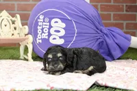 PHANTOM FEMALE COCKAPOO, a female Cockapoo for sale in Pittsburg, KS – 3 of 4