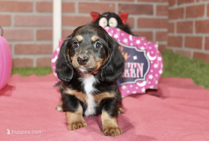 BLACK/TAN FEMALE DACHSHUND 3040 – Miniature Dachshund puppy for sale in Pittsburg, KS