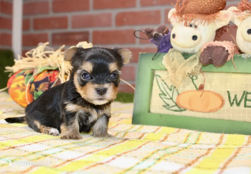 BLACK/TAN MORKIE MALE 3041 – Morkie puppy for sale in Pittsburg, KS