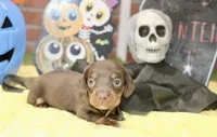 CHOCOLATE/TAN MALE DACHSHUND 3216, a male Miniature Dachshund for sale in Pittsburg, KS – 4 of 5