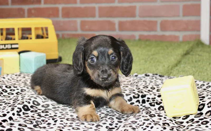 BLACK/TAN FEMALE 192 – Miniature Dachshund puppy for sale in Pittsburg, KS