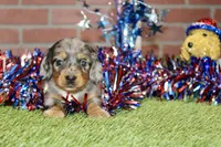 SILVER DAPPLE MALE 081, a male Dachshund for sale in Pittsburg, KS – 1 of 4