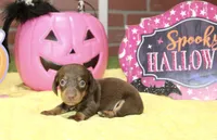 CHOCOLATE/TAN FEMALE DACHSHUND 3218, a female Miniature Dachshund for sale in Pittsburg, KS – 2 of 5