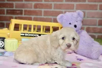 CREAM FEMALE COCKAPOO 990, a female Cockapoo for sale in Pittsburg, KS – 2 of 4