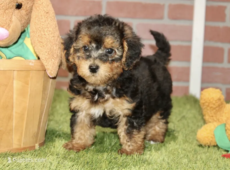 BLACK/TAN MALE YORKIEPOO 176 – Yorkipoo puppy for sale in Pittsburg, KS