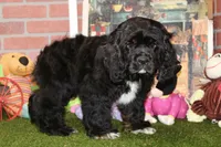 BLK/WHITE MALE COCKER 662 SOLD, a male Cocker Spaniel for sale in Pittsburg, KS – Photo 2 of 4