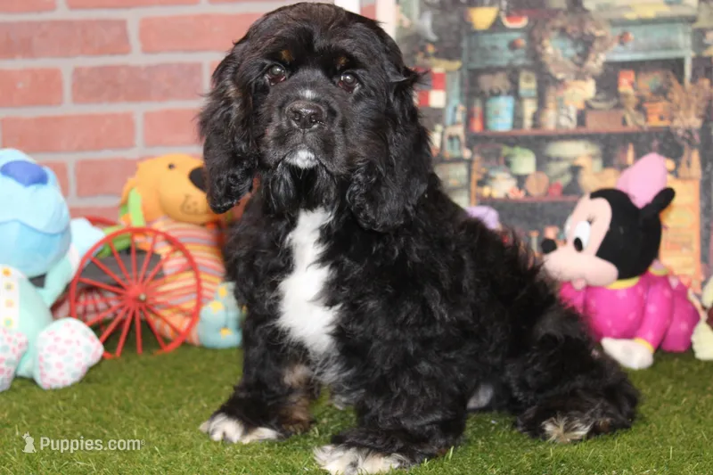 BLK/WHITE MALE COCKER 672 – Cocker Spaniel puppy for sale in Pittsburg, KS
