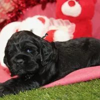 BLK/WHITE MALE COCKER 672, a male Cocker Spaniel for sale in Pittsburg, KS – Photo 8 of 8