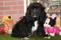 BLK/WHITE MALE COCKER 662 SOLD, a male Cocker Spaniel for sale in Pittsburg, KS – Photo 3 of 4