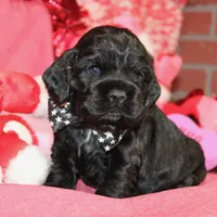 BLK/WHITE MALE COCKER 672, a male Cocker Spaniel for sale in Pittsburg, KS – Photo 5 of 8