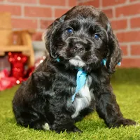 BLK/WHITE MALE COCKER 672, a male Cocker Spaniel for sale in Pittsburg, KS – Photo 1 of 8