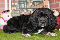 BLK/WHITE MALE COCKER 662 SOLD, a male Cocker Spaniel for sale in Pittsburg, KS – Photo 4 of 4